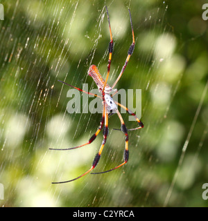 Golden Silk Orb-Weaver (Nephila Clavipes) Stockfoto