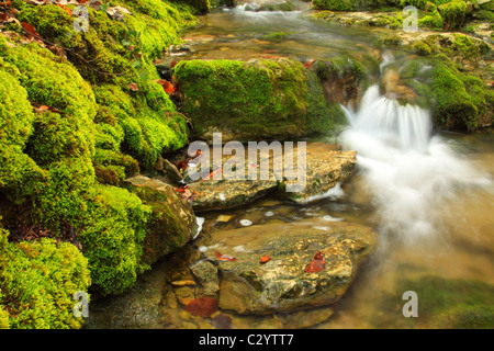 Gebirgsbach unter den moosigen Steinen Stockfoto
