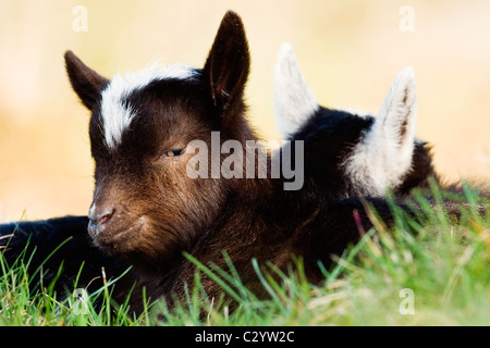 Zwei wilde Ziege Kinder ausruhen im Schatten Stockfoto