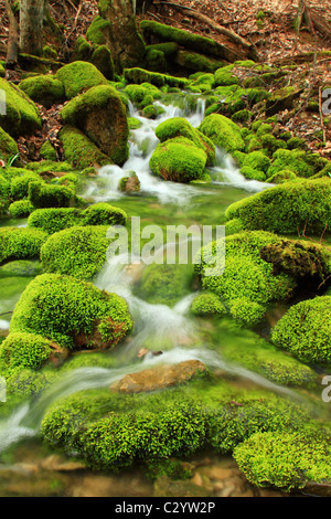 Gebirgsbach unter den moosigen Steinen Stockfoto