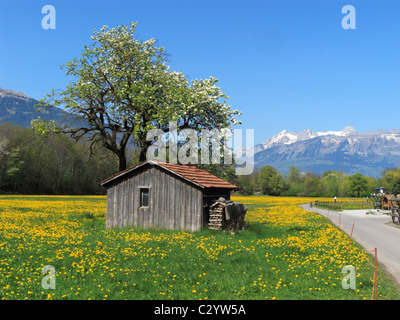 Ein Bauernhut´s einem Feld von gelben Kuhslip Blumen, Mount Säntis im Hintergrund, Vaduz FL Stockfoto