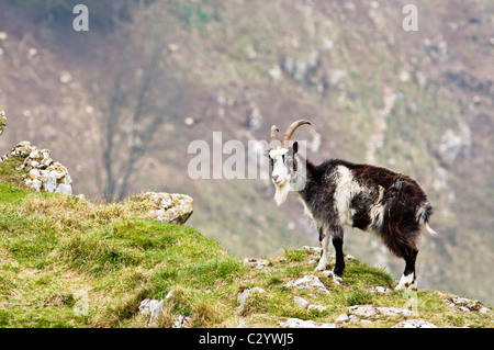 Verwilderte Ziegen stehen am Rand der Klippe Stockfoto