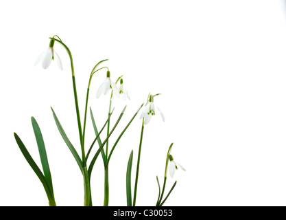 Gruppe von wachsenden Schneeglöckchen Blüten isoliert auf weißem Hintergrund Stockfoto
