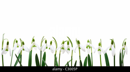 Gruppe von Schneeglöckchen Blüten wachsen in Reihe, isoliert auf weißem Hintergrund Stockfoto