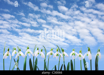 Gruppe von Schneeglöckchen Blüten wachsen in Reihe über Himmel mit Wolken Stockfoto