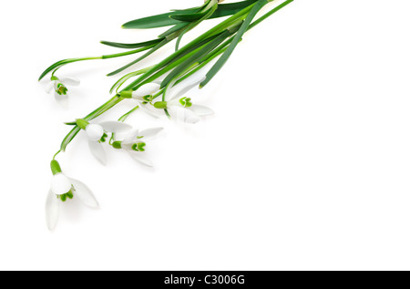 Gruppe von Schneeglöckchen Blüten isoliert auf weißem Hintergrund Stockfoto