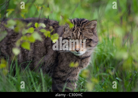 Schottische Wildkatze beobachtet seine Beute Stockfoto