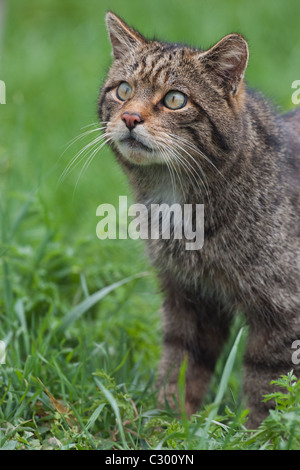 Schottische Wildkatze beobachtet seine Beute Stockfoto