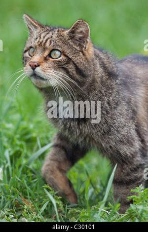 Schottische Wildkatze beobachtet seine Beute Stockfoto