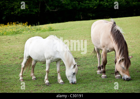 Welsh Ponys Weiden in Snowdonia, Gwynedd, Wales Stockfoto