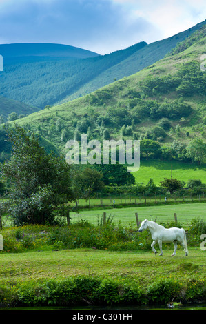 Welsh Pony in typisch walisische Berglandschaft in Snowdonia, Gwynedd, Wales Stockfoto