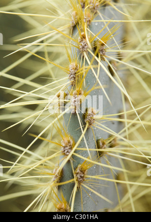 Alter Mann Feigenkaktus (Opuntia Erinacea) Stacheln Stockfoto