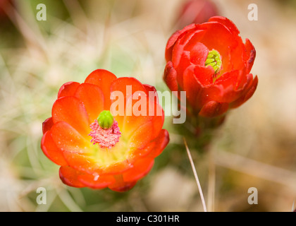 Nahaufnahme Mojave Hügel Kaktus (Claret Cup) blüht im Frühjahr - Mojave-Wüste, Kalifornien USA Stockfoto