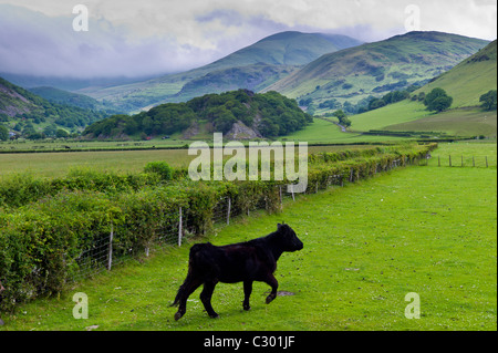 Walisische schwarze Kuh im Tal Wiese am Llanfihangel, Snowdonia, Gwynedd, Wales Stockfoto