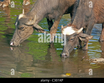 Wasserbüffel, Bubalus beispielsweise ist Trinkwasser. Shiroli, Roha, Alibaug, Maharashtra, Indien Stockfoto
