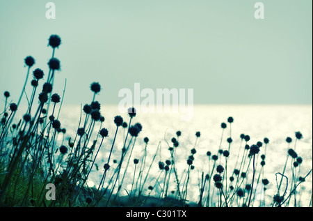 Abstrakte Trockenblumen nahe dem Meer, Retro-Stil Foto, Stockfoto