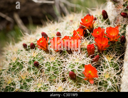 Mojave Hügel Kaktus (Claret Cup) blüht im Frühjahr - Mojave-Wüste, Kalifornien USA Stockfoto