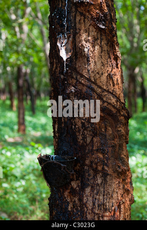 Sammeln von Naturlatex durch Antippen einer Gummibaum - Kbong Khmom Provinz, Kambodscha Stockfoto