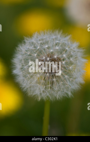 Samen von einem Löwenzahn Taraxacum SD des Feldes Stockfoto