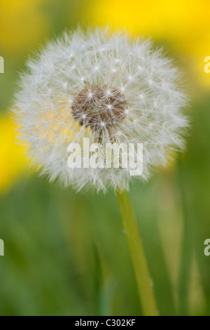 Samen von einem Löwenzahn Taraxacum SD des Feldes Stockfoto