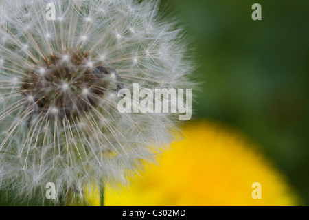 Samen von einem Löwenzahn Taraxacum SD des Feldes Stockfoto