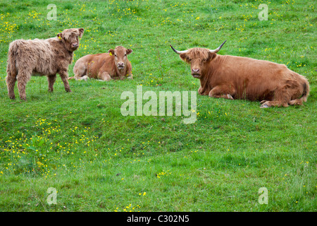 Highland Cattle in Wiese am Ceri (Kerry) Montgomeryshire, Powys, Wales Stockfoto