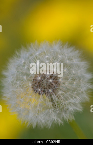 Samen von einem Löwenzahn Taraxacum SD des Feldes Stockfoto