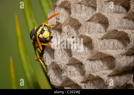 Stockfoto
