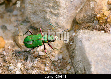 Makro-Green-Sandlaufkäfer (Cicindela Campestris) auf Kieselsteinen gesehen an der Spitze Stockfoto