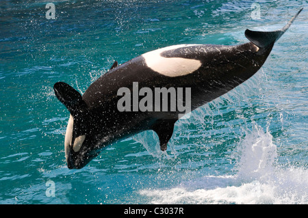 Schwertwal (Orcinus Orca) aus dem Wasser springen Stockfoto