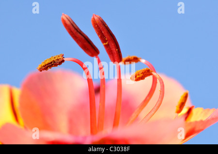 Makro der Staubfäden Peruanische Lilie Blume (Alstroemeria Aurantiaca) auf blauen Himmelshintergrund Stockfoto