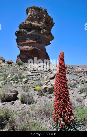 Berühmte big Rock 'Cinchado' und symbolische Turm der Juwelen (Echium Wildpretii), auf der Kanarischen Insel, Block Lava am blauen Himmel Stockfoto