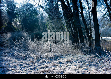 Woodland-Szene bei Raureif, Cotswolds, Oxfordshire, Vereinigtes Königreich Stockfoto