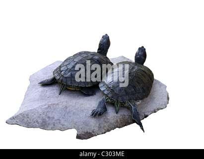 zwei Schildkröten auf einem Stein isoliert auf weiss Stockfoto