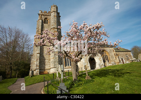 St Marys Kirche von Litton Cheney mit rosa Blüte Baum vor im April Stockfoto