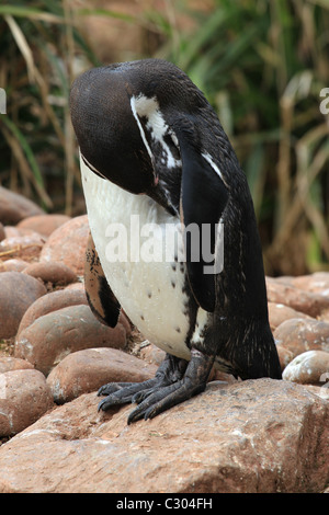 [Humboldt-Pinguin] [Spheniscus Humboldti] Gefiederpflege Federn mit Rechnung Stockfoto