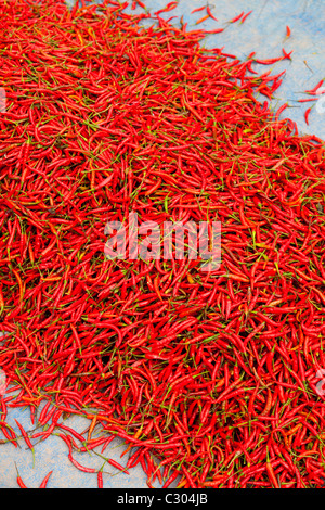 Haufen von frische, rote hot Bird Eye Chili Peppers - Provinz Kampong Cham, Kambodscha Stockfoto