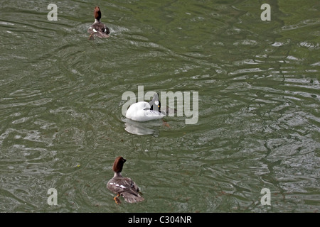 Gemeinsame Schellenenten Stockfoto