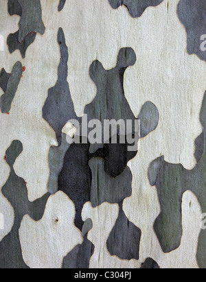 Oberfläche der Platane als Textur Hintergrund oder Hintergrund. Stockfoto