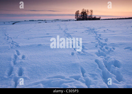 Tierspuren über das Feld in traditionellen Schnee-Szene in The Cotswolds, Swinbrook, Oxfordshire, Vereinigtes Königreich Stockfoto