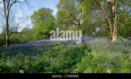 Glockenblumen in Coombe Wald Essex. Stockfoto