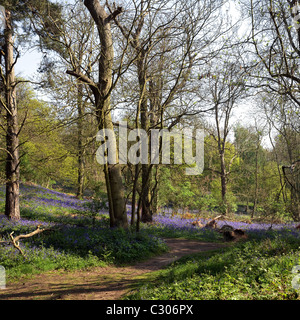 Glockenblumen in Coombe Wald Essex. Stockfoto