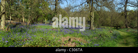 Glockenblumen in Coombe Wald Essex. Stockfoto