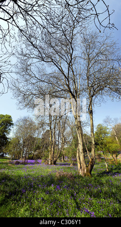 Glockenblumen in Coombe Wald Essex. Stockfoto