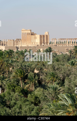 Palmyra. Syrien. Blick über Palmen des Tempel des Bel ist die beeindruckendste Ruine von der antiken Stadt Palmyra Stockfoto