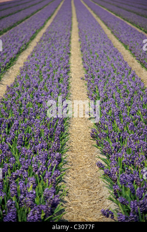 Zeilen mit lila Blumen in den Niederlanden Stockfoto