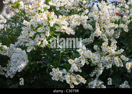 Attraktiv für Honigbienen, weißer Blütenstrauch Pieris Wald Flamme in einem Landschaftsgarten in Cornwall, England, UK Stockfoto