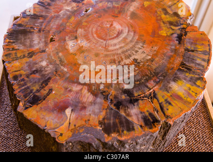 Querschnittansicht der versteinerten Log - Arizona, USA Stockfoto