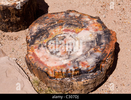 Querschnittansicht der versteinerten Log - Arizona, USA Stockfoto