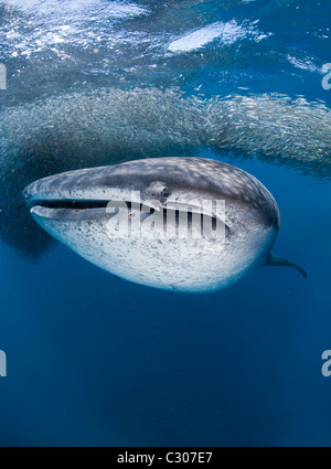 Walhai (Rhincodon Typus) ernähren sich von Baitball Ährenfischartige Stockfoto